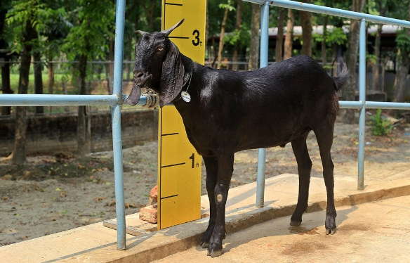 Goat wether (খাসি)